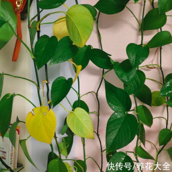冬天容易黄叶的植物，不注意整盆都变黄，究竟哪里犯了错