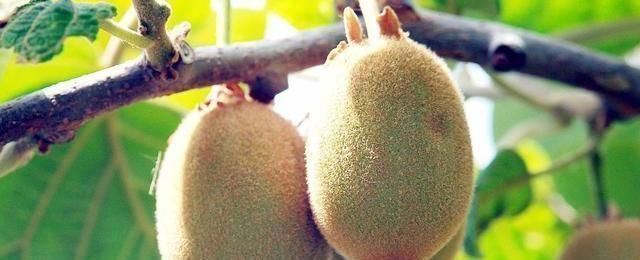 皱纹|皱纹最“讨厌”的5类水果,没事多吃,紧致肌肤,彰显女性魅力