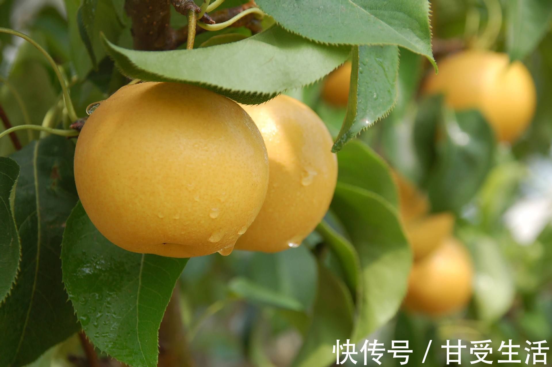 葡萄|口腔里出现的溃疡糜烂,吃3个水果就能帮到你!