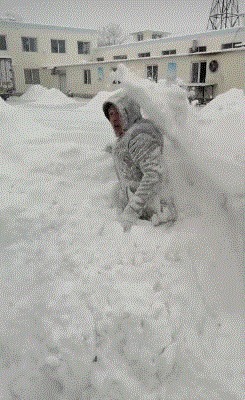 |精选搞笑GIF:这是我见过化妆化的最好的了,绝对的真材实料!