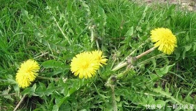 解暑|夏天多吃这些野菜,能解暑,清热,小孩吃了特别提高智商