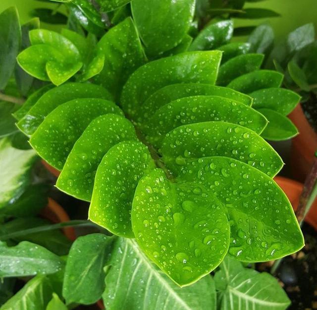 你还买这10种花别再乱花钱了,摘个叶子回家,过几天就变小苗了