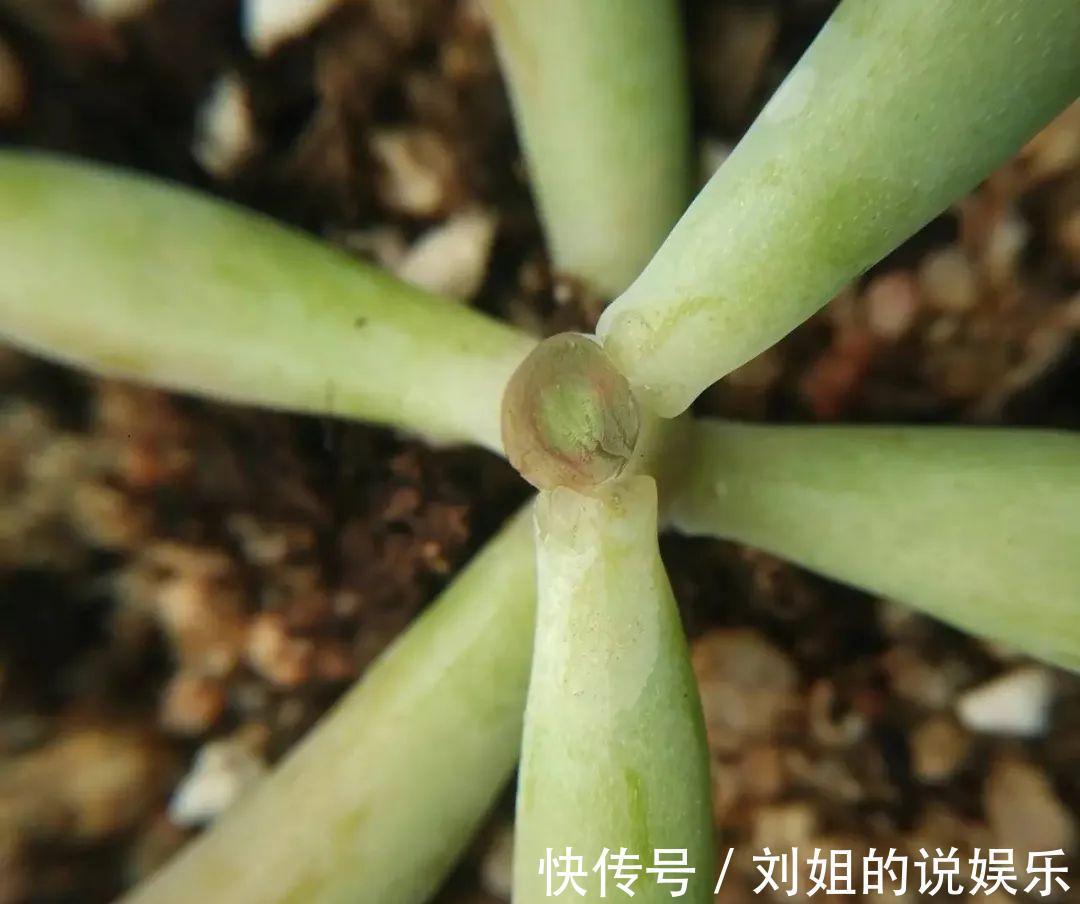 多肉徒长不用怕,拦腰砍断,憋出一堆芽