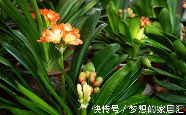 烂根|君子兰这样养,不黄叶不烂根,叶绿花艳,开花多