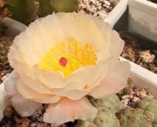  开花|仙人球不开花？多做三动作唤醒它，催出一圈芽开出层叠群花