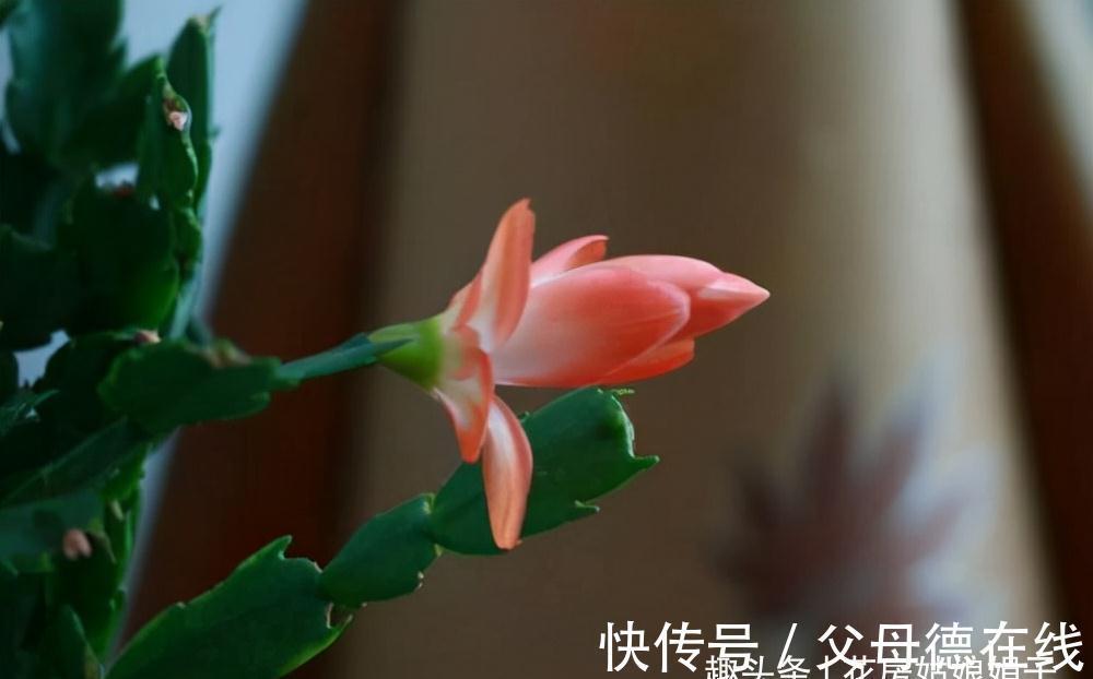 蟹爪兰处在开花期，这5件事要避免，做错了对蟹爪兰伤害很大