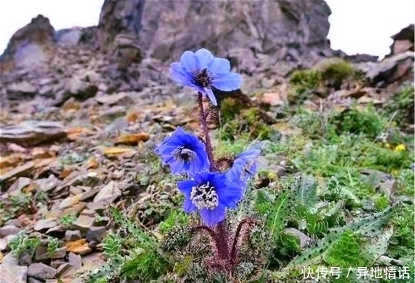 1种花，比“天山雪莲”还珍贵，遇见就是幸运