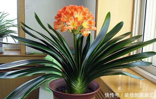 遇见|冬天垃圾堆旁这东西,遇见带回家,掺在花盆里,啥花都喜欢!