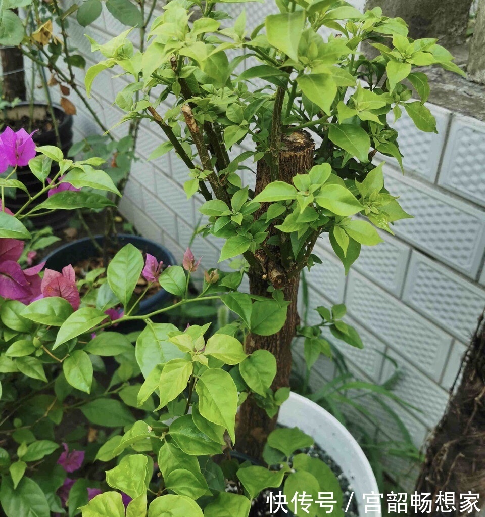 三角梅开花“零星点点”,干脆剪一刀,喂2勺开花肥,国庆开爆盆