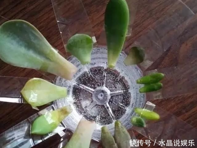生根|矿泉水瓶有“大作用”,10个“用法”最经典,可以种豆芽、养花