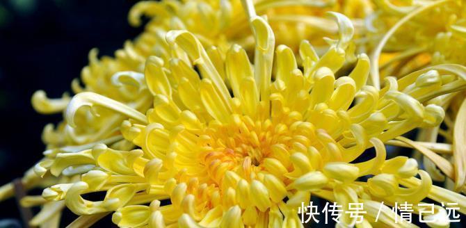 丘浚@3个千古名句赏析:海南的菊花,为何在诗人丘浚的笔下更加可爱?