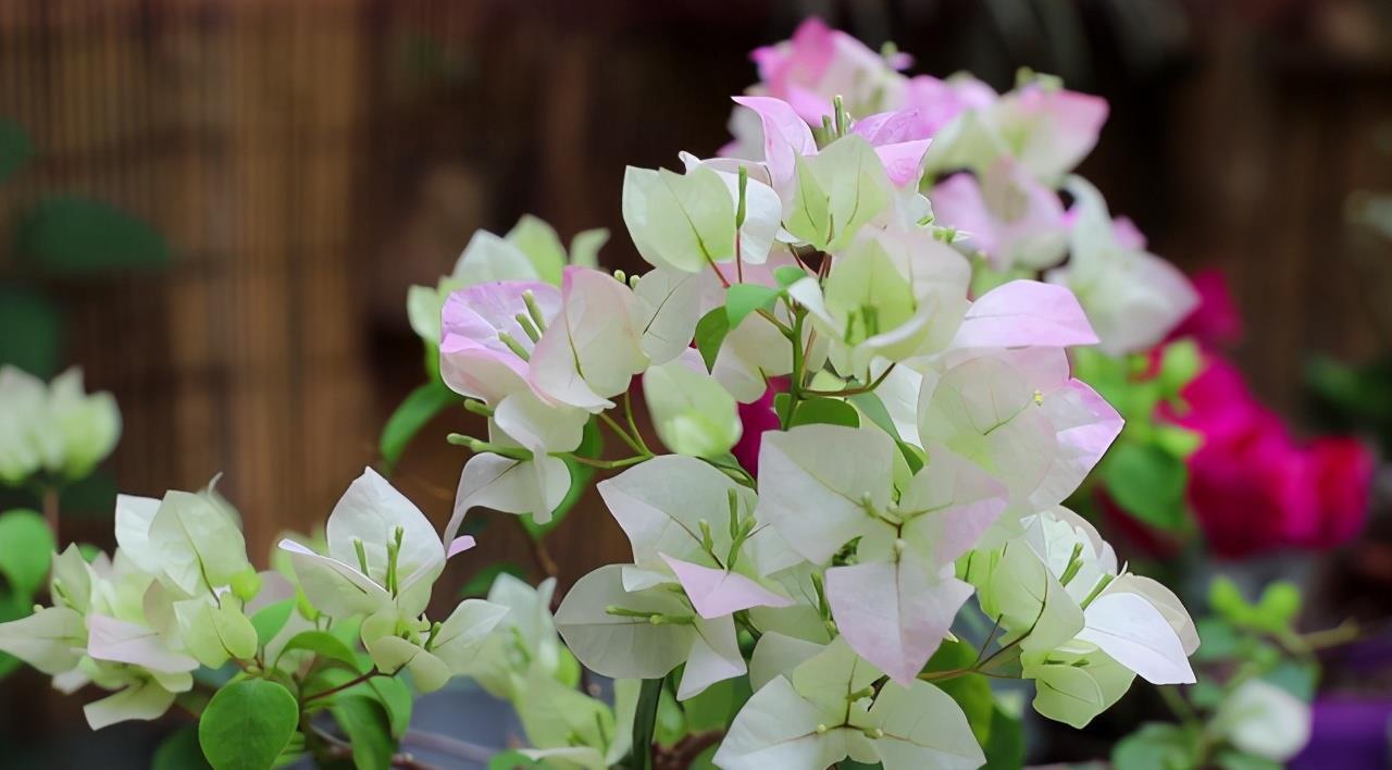 二月养三角梅,勤做“三动作”,撒欢长催新苞,当月绽放层叠群花