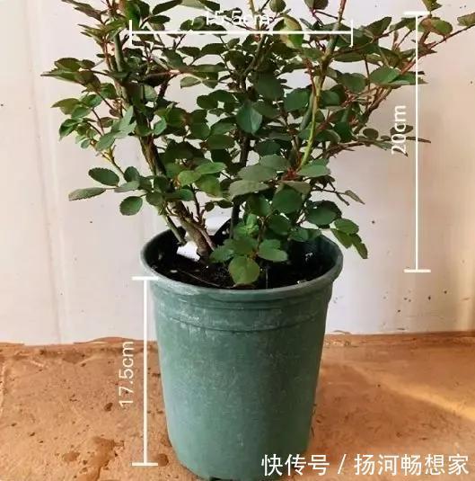 22种最漂亮的月季,一次能开300天,满屋飘香开花多