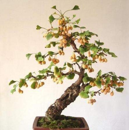 富贵人家爱摆“6种花”，不仅外形美，还越养越值钱，再贵也要买！