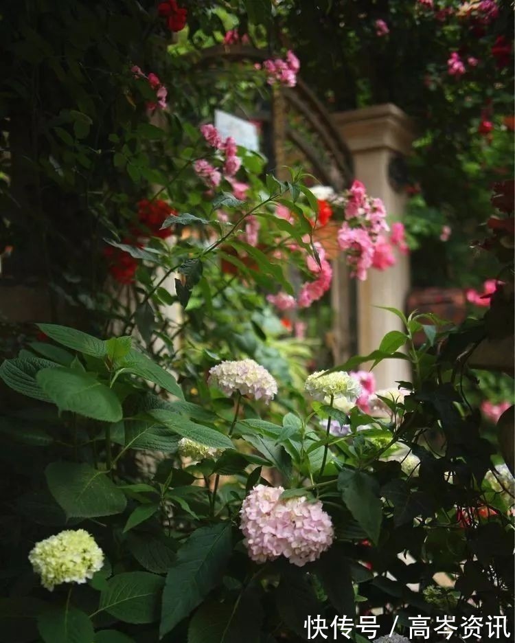 小区|坐拥270㎡大院子,她如何用五年时间,打造成了全小区最美的花园