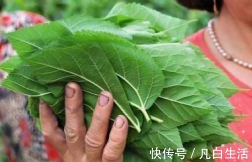 菠菜|冬季来了,三种食物换着吃,健脾祛湿,常吃脸色红润,不妨一试