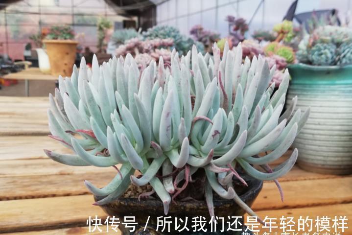 休眠|多肉爱杜丽丝好不好度夏？如果你像我这样养的话，那度夏自然不难