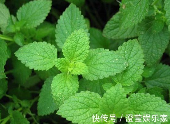 小姐|喜欢牡丹,不如养“稀有玫瑰”宠爱小姐,金蕊红衣,甚是美艳!