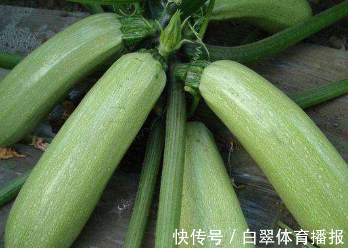 西葫芦光开花却不结瓜，教你做好几点，西葫芦摘完一茬又一茬