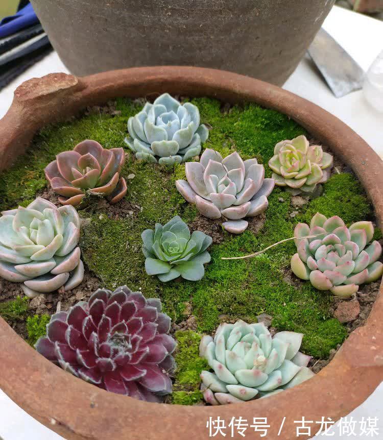破了的菜坛子,拿来养多肉,又酷又美个性十足