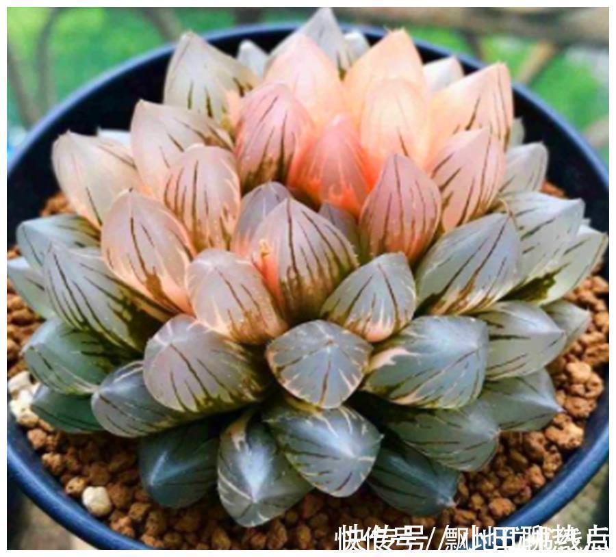 玉露晶莹彩珍珠美极了,做好6个点,颗颗饱满晶莹剔透