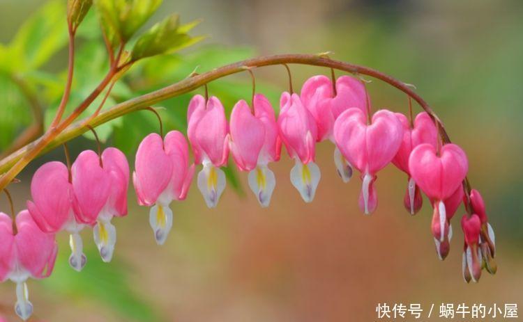 几款花卉好养易爆盆，比香水都好闻，养在家里满室清香