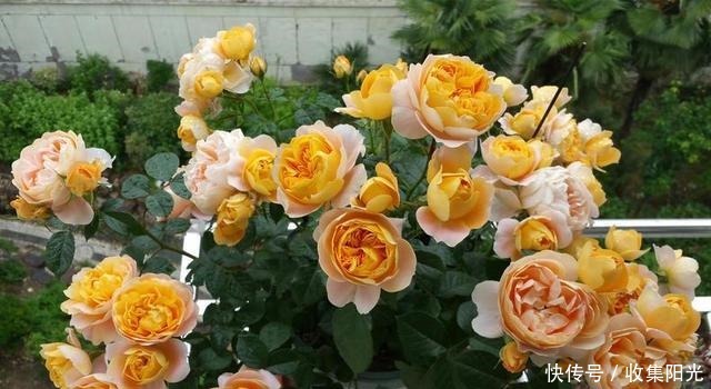 5月养月季,“一剪二施三喷”,月季积累“能量”,持续开爆花!