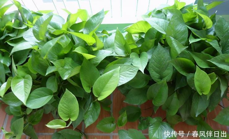 办好|养绿萝,哪些事情该做、不该做,该如何办好,你清楚吗?