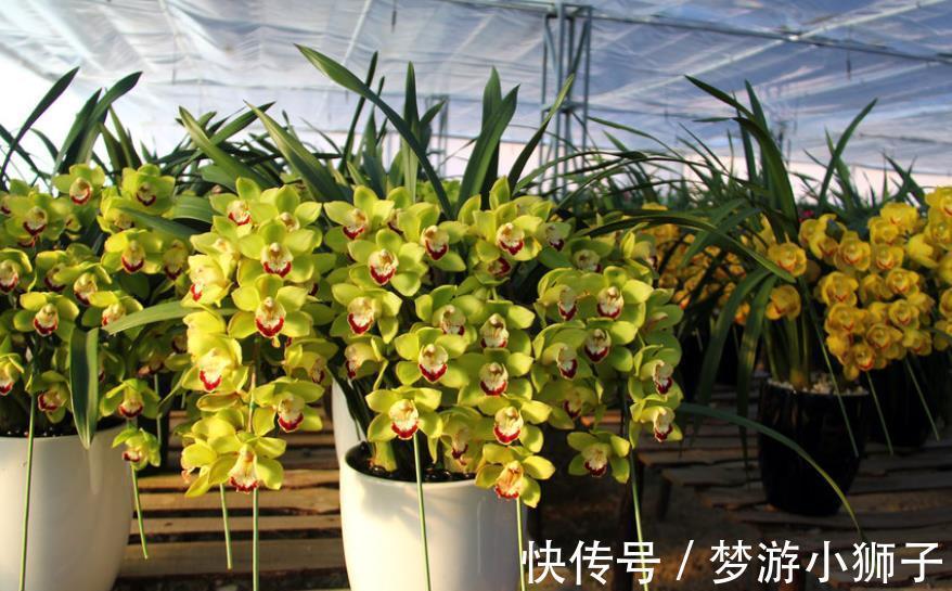 秋冬家里采光差,可以种上3种花,有点散光就能开灿烂,美极了