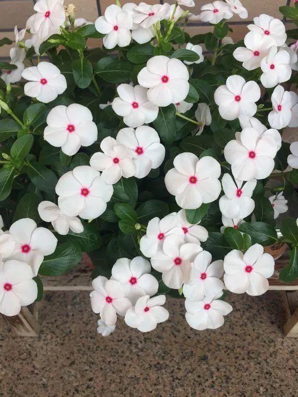 6种花不怕晒，越晒花越多，一开200天不停歇！