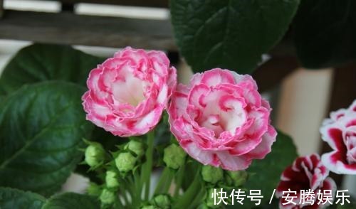 花卉|新手养花，不如养盆花中精品“六雪尼”，花期超长，养护简单