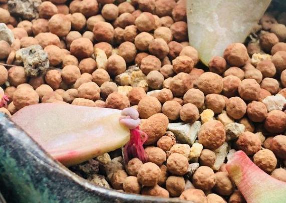 叶插多肉技巧分享掌握4个要点,一片叶子就能生根发芽成株