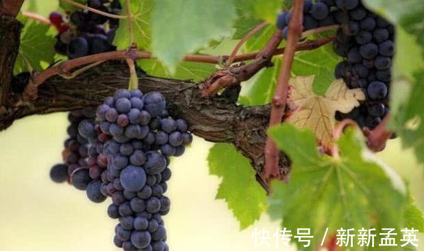 卵磷脂|会吃的才长寿，学会吃3种食物，美容抗衰，补血益气，早吃早受益