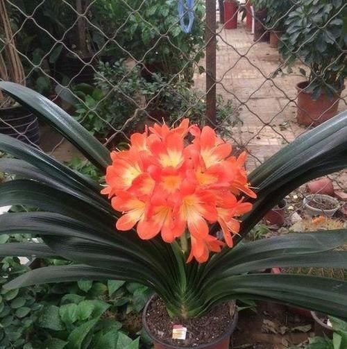 不会养君子兰?插根竹签子,立竿见影,养出高品质君子兰