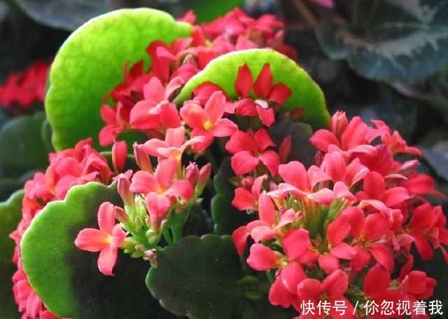 这两种盆栽还要买?摘片叶子,随手一插就能活,送人都送不完!