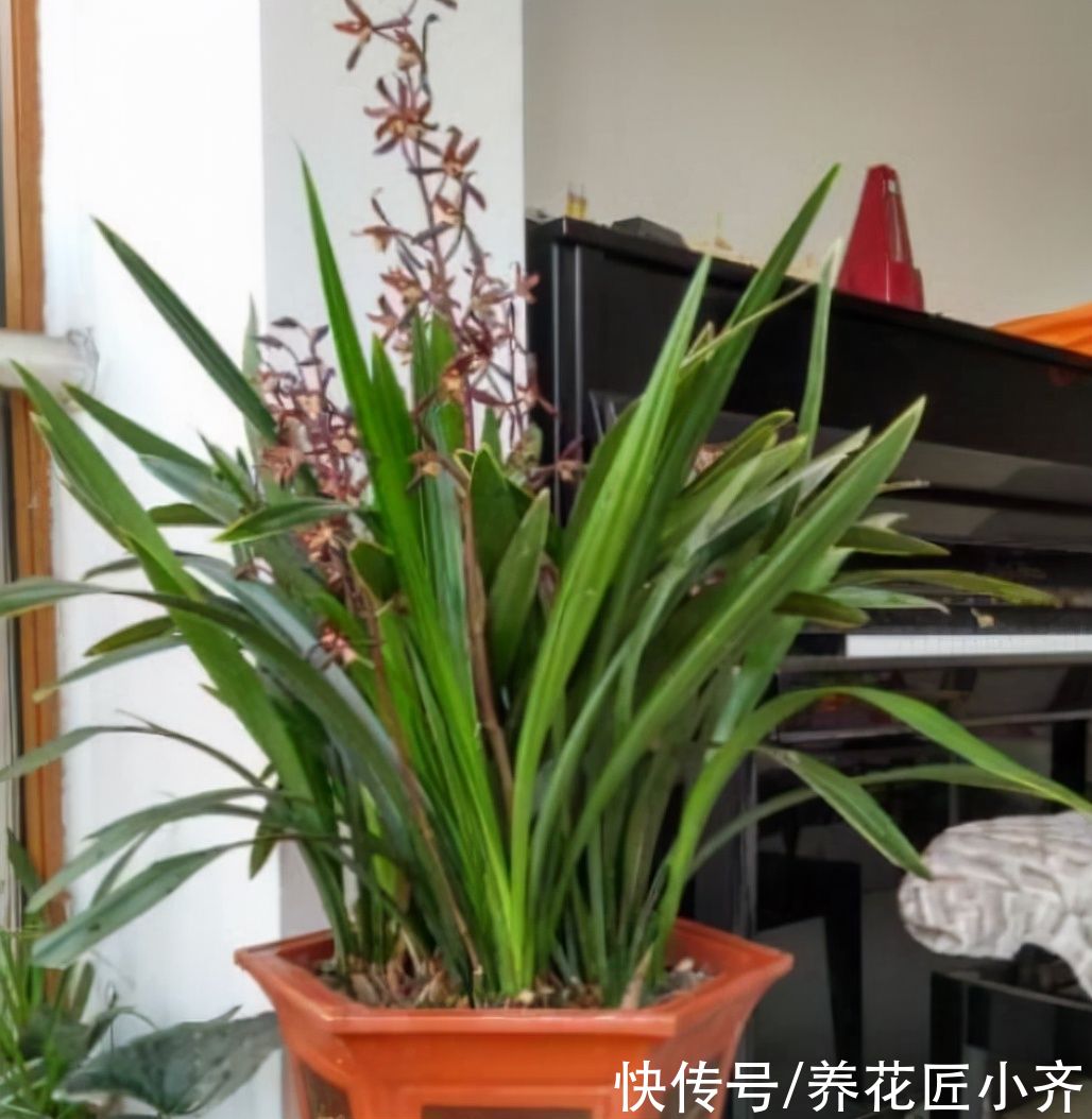 花芽|墨兰花期将至，如果你养的花芽没出土，给它做三步，很快就能开花