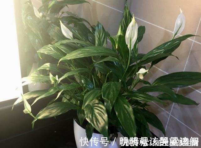 家里卫生间，就养6种花，吸潮气除异味，厕所变成“绿植园”！