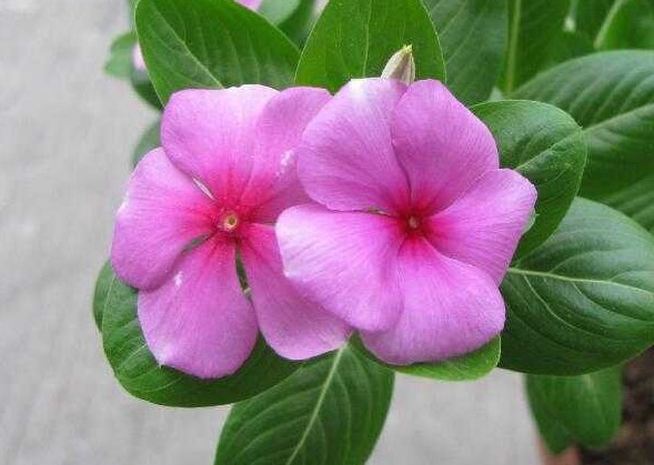 秋季养啥花这2种花,好养又好看,花色艳丽,阳台四季有花看