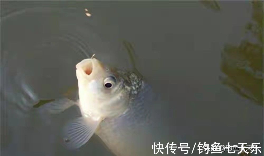 冬季想钓大板鲫，鱼饵、天气、鱼竿以及钓位，一个都不能少