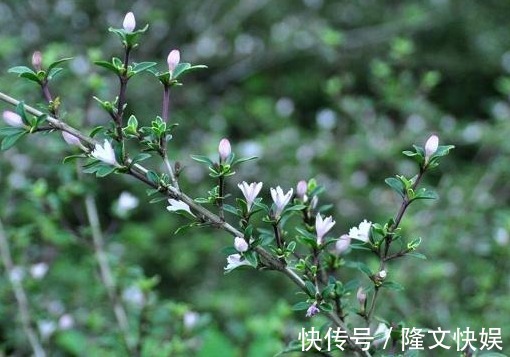 植株|农村人称“白马骨”的野草，全身是宝，对风湿有良效，被广泛种植