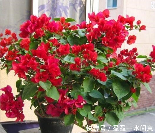 春天养花不用愁,藏厨房里的“它”,取出1勺浇盆里,啥花都疯长!