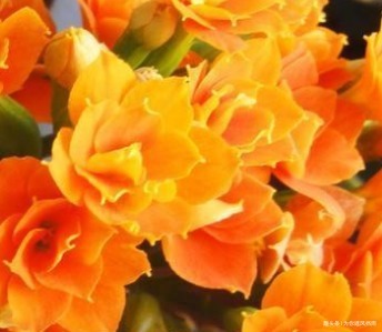 家养长寿花总是难开花归根结底是你没找对技巧，这样做就对了