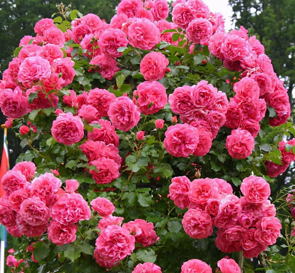  冬天|冬天养护月季有诀窍，这4招一定要学会