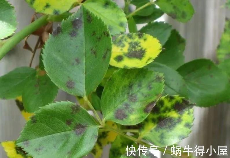 病害|月季花出现黑斑？教你几个小技巧，轻松赶走病害，笋芽新芽猛长