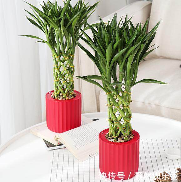 4种花摆放在家中，不仅能净化空气，最重要的是能旺财