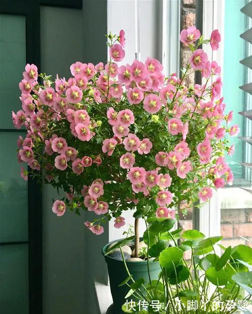 小木槿美不胜收，怎样养护才能让它美美开花