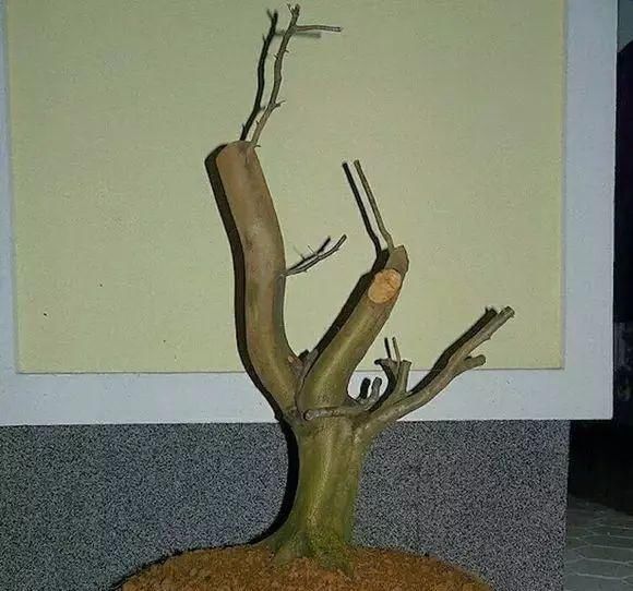 看到这些盆景以前的样子,我也是服了