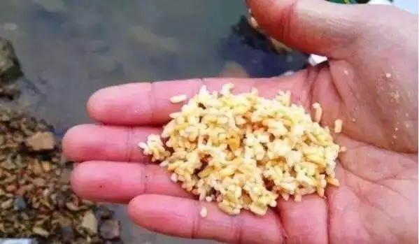 被很多人忽视的钓法,秋冬季节专钓大鲫鱼,比台钓强好几倍!