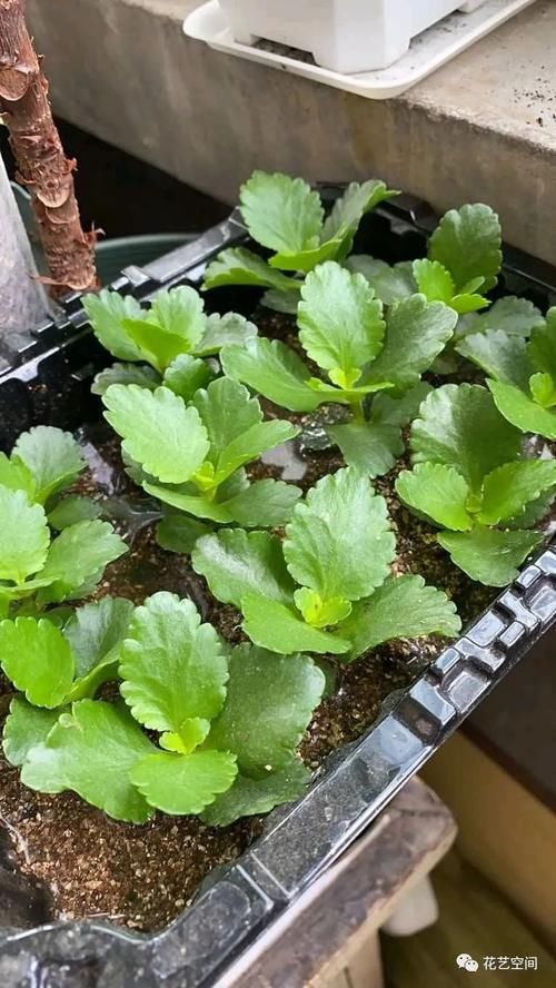 周末去花市逛一圈，捡一袋子枝条，回家扦插几百盆，秒变养花大户