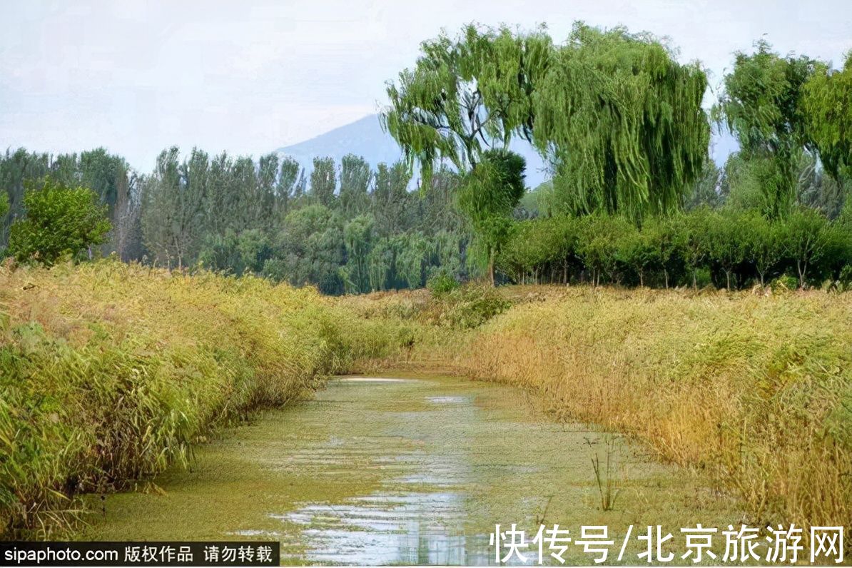 地址|京城绝美芦苇荡！芦花与暖阳、飞鸟与碧波，这才是秋天的模样~